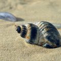 Een schelp in het zand vinden tijdens je last minute vakantie
