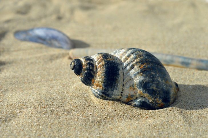 Een schelp in het zand vinden tijdens je last minute vakantie