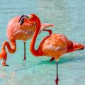 Rose Flamingo's in Aruba